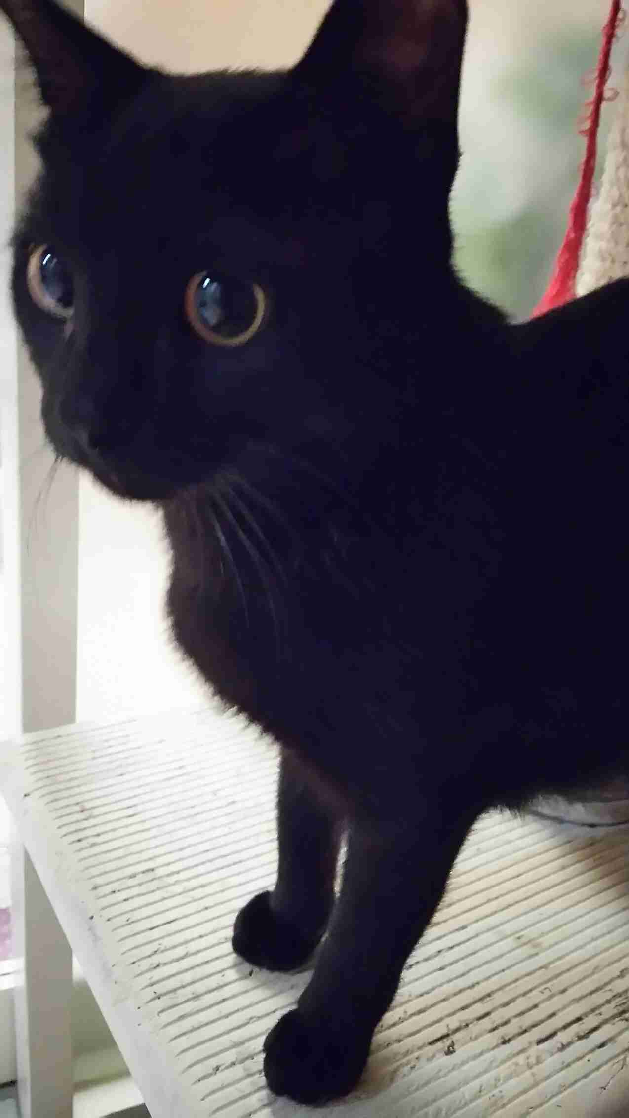 黒猫好き集まれ〜♡