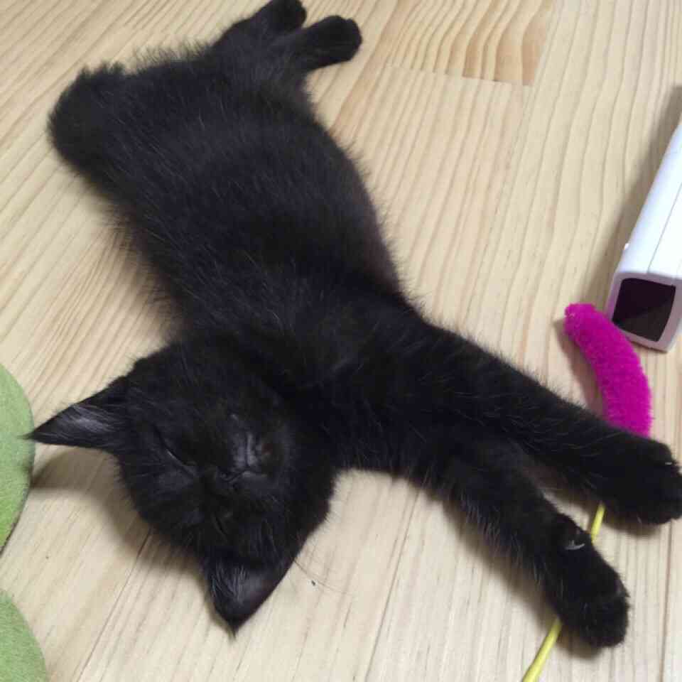 黒猫好き集まれ〜♡