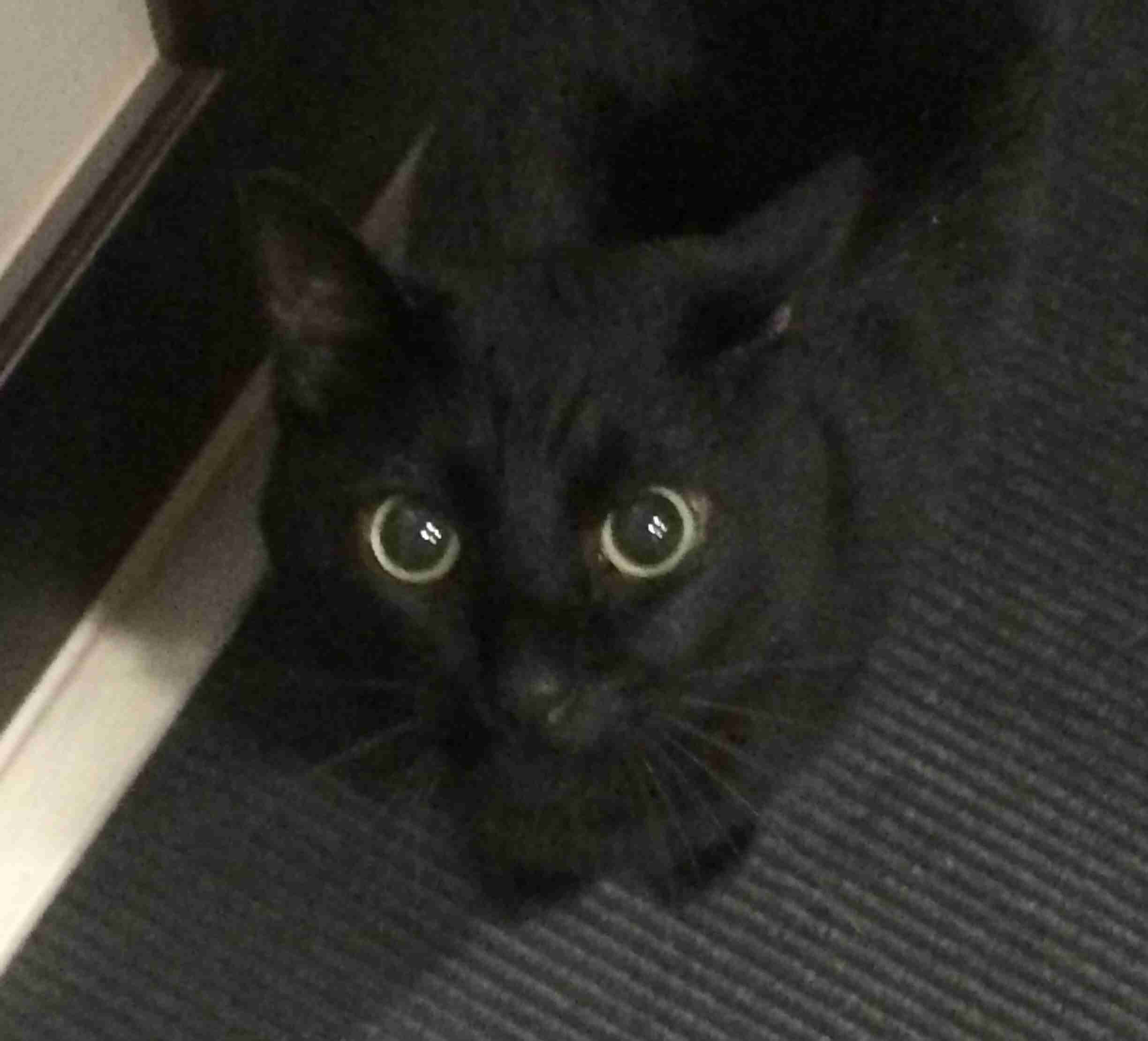 黒猫好き集まれ〜♡