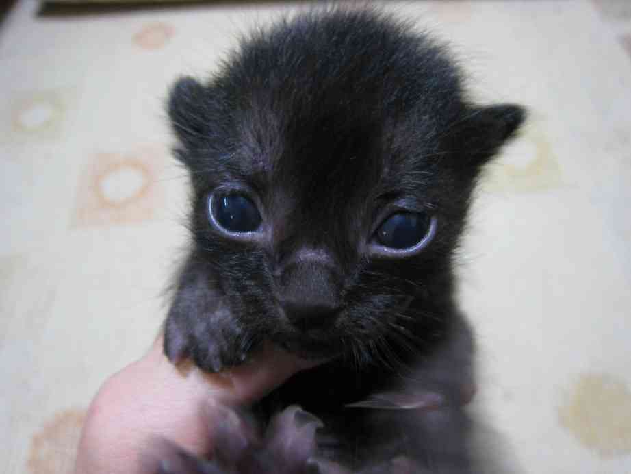 黒猫好き集まれ〜♡