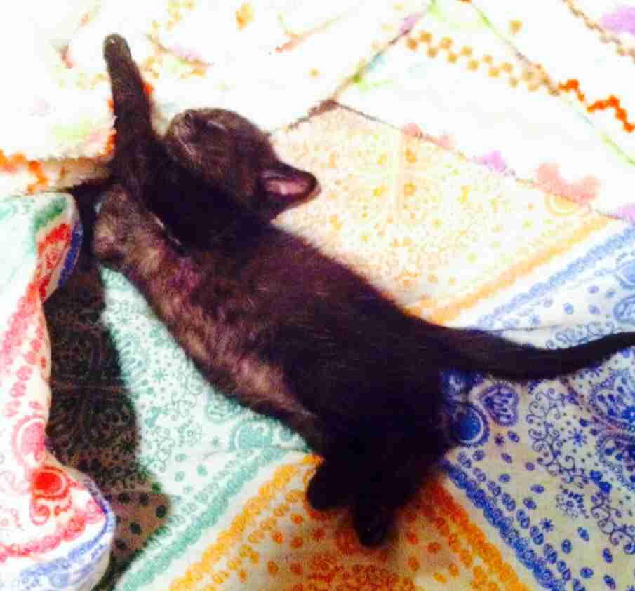 黒猫好き集まれ〜♡