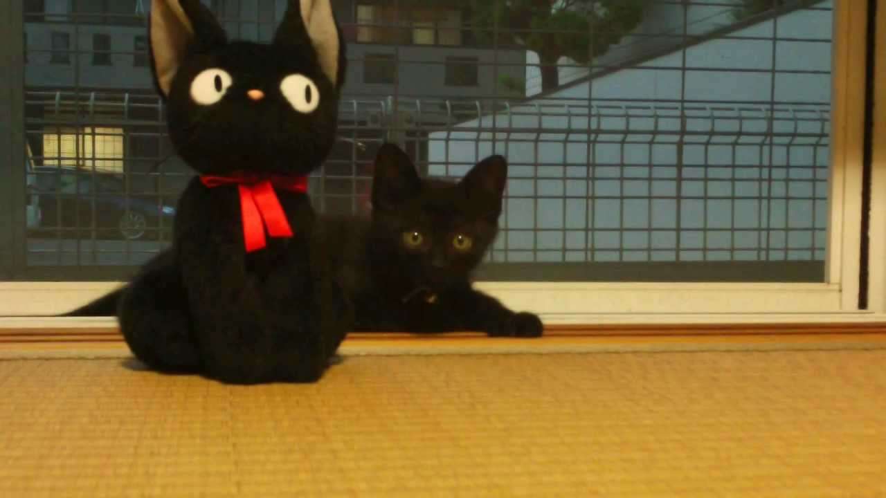 黒猫好き集まれ〜♡
