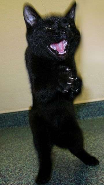 黒猫好き集まれ〜♡