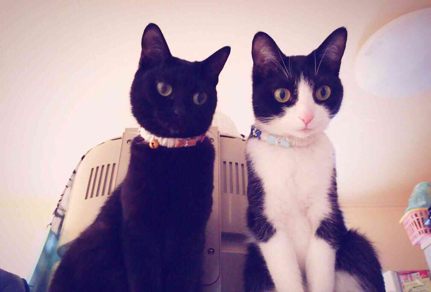 黒猫好き集まれ〜♡