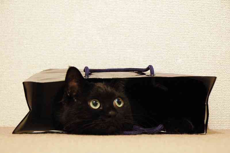 黒猫好き集まれ〜♡