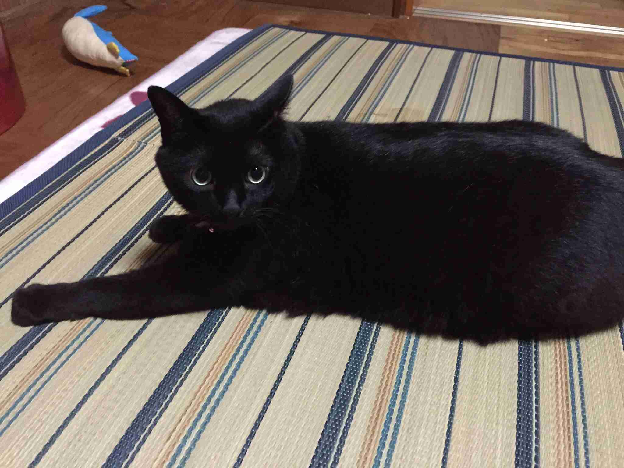 黒猫好き集まれ〜♡