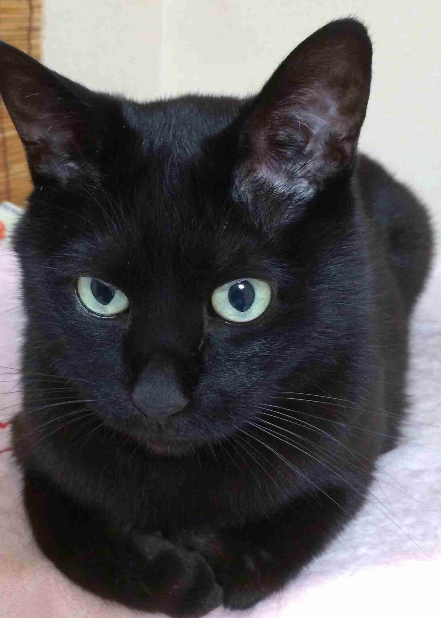 黒猫好き集まれ〜♡
