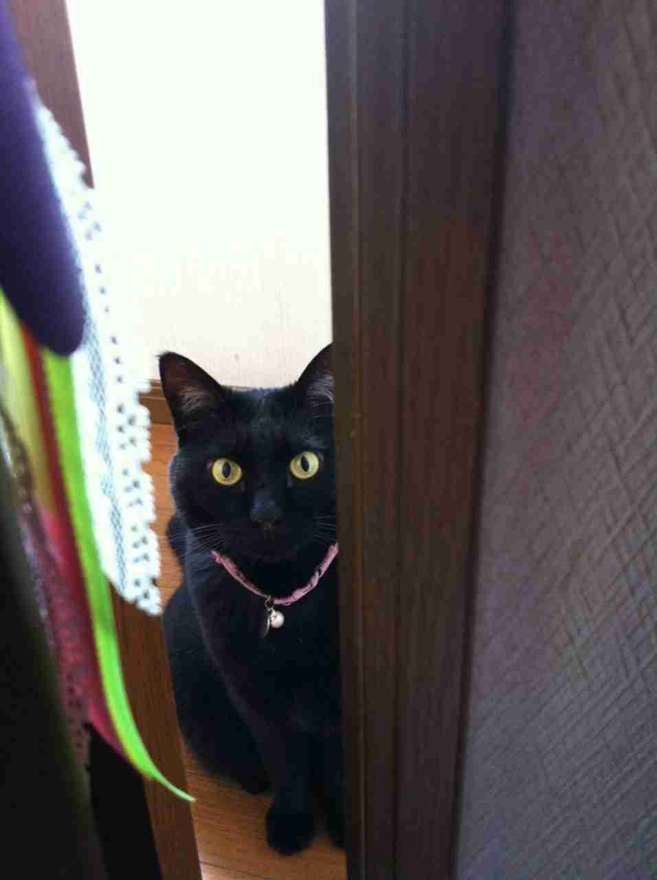 黒猫好き集まれ〜♡