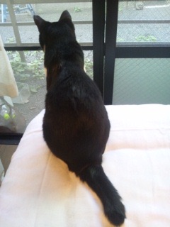 黒猫好き集まれ〜♡