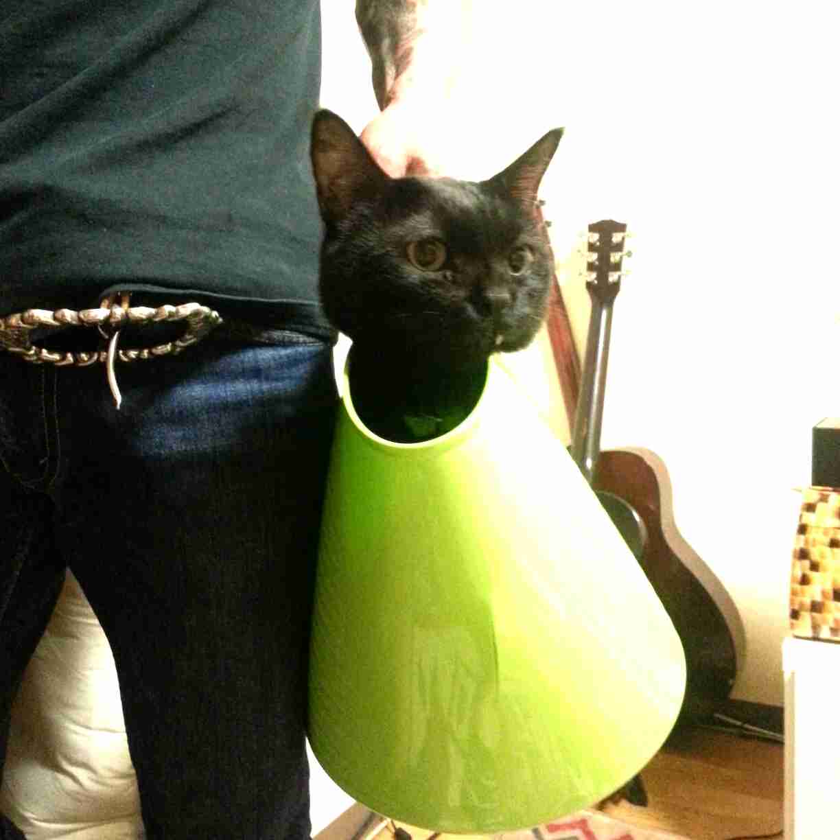 黒猫好き集まれ〜♡