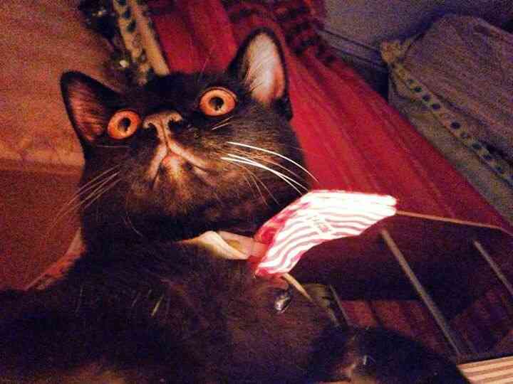黒猫好き集まれ〜♡