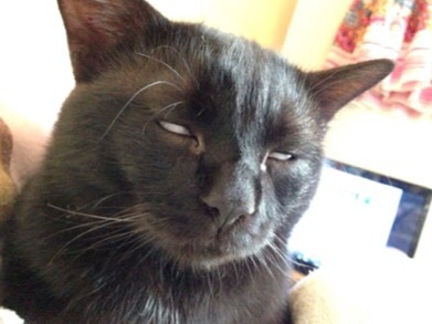 黒猫好き集まれ〜♡