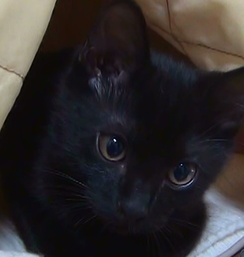 黒猫好き集まれ〜♡