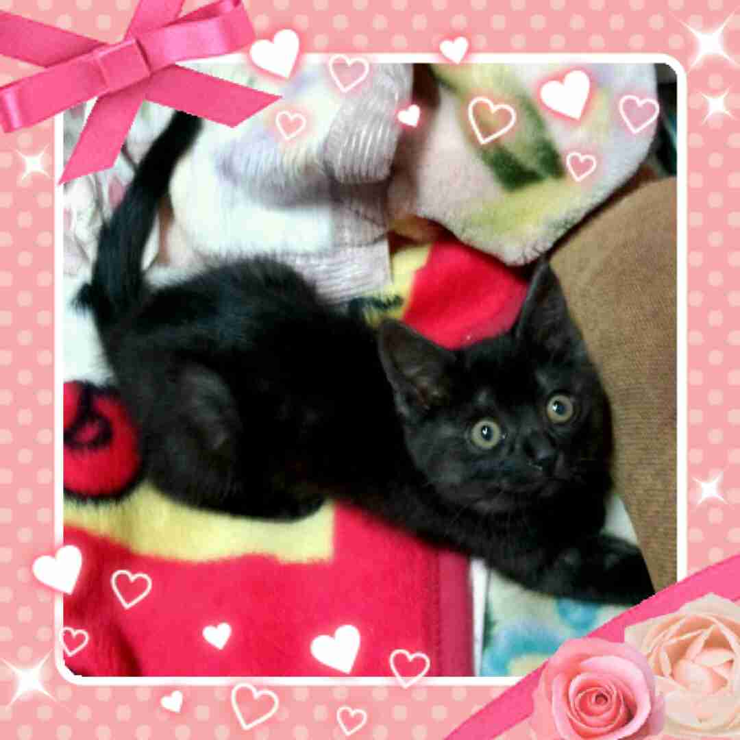 黒猫好き集まれ〜♡