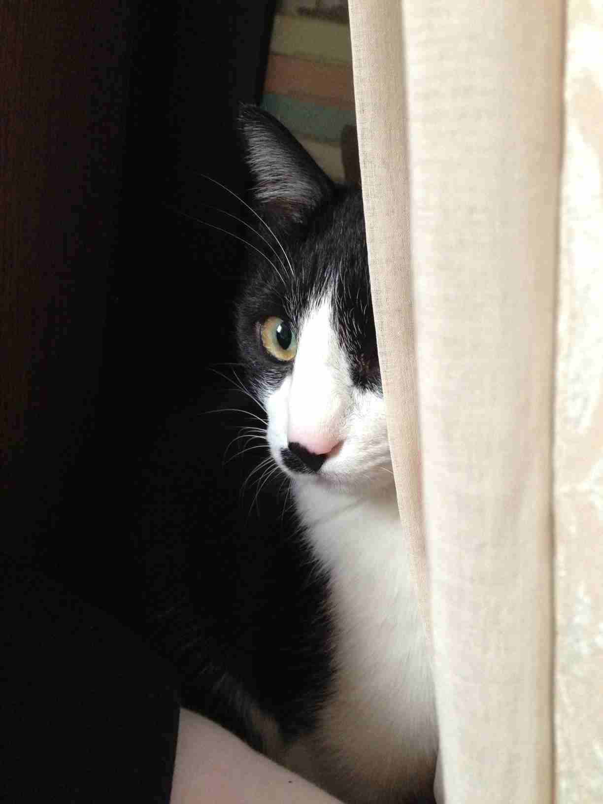 黒猫好き集まれ〜♡