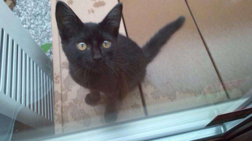 黒猫好き集まれ〜♡