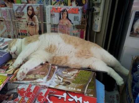 犬や猫が載っている雑誌を買ったことがある方