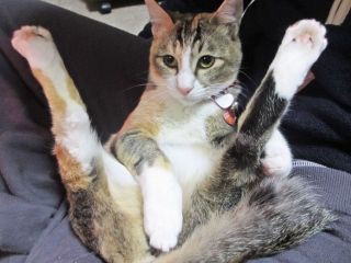 犬や猫が載っている雑誌を買ったことがある方