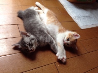 夏なのにやめられないこと