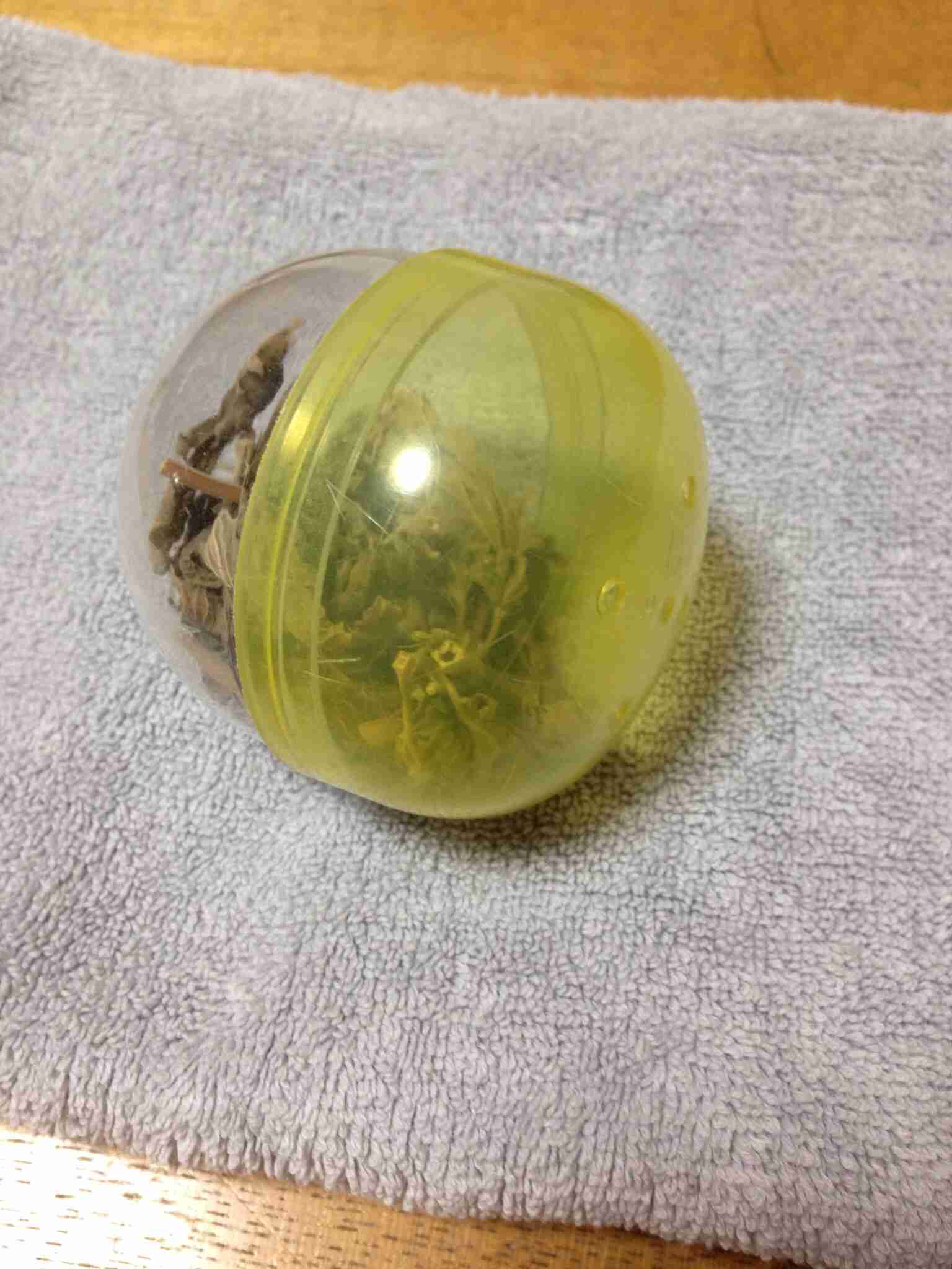 ペットのおもちゃ何使ってますかー?