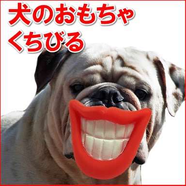 ペットのおもちゃ何使ってますかー?