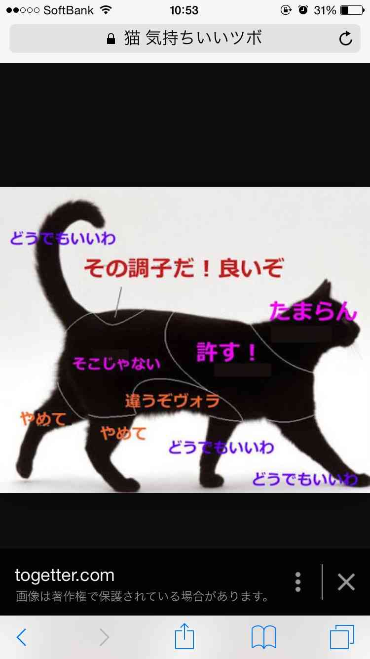どこを撫でればうれしいニャン？科学がついに解き明かした正しい猫のモフり方（英研究）