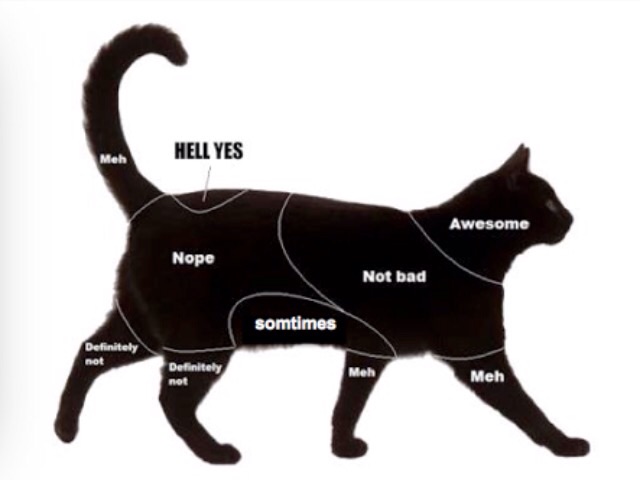 どこを撫でればうれしいニャン？科学がついに解き明かした正しい猫のモフり方（英研究）