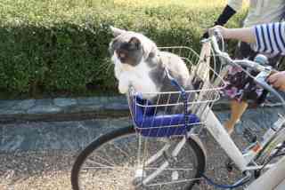 自転車の前カゴに乗る加藤茶、明石家さんま「ちょっと待て」「やめてあげて」