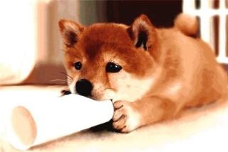彼氏なんていらない！と思う人