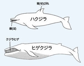 神田愛花、日村との交際「母が大反対」