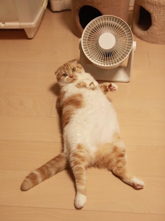 サーキュレーター、扇風機どう使ってますか？