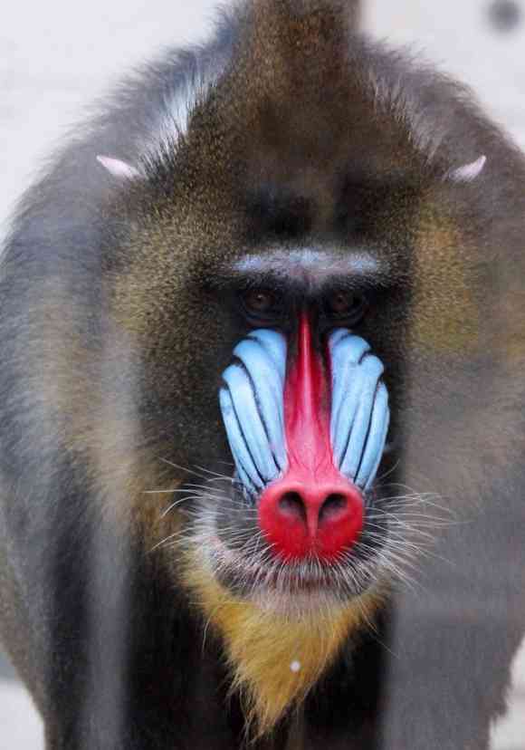 やっぱりジャニーズは一般人よりもイケメンだと思いますか？