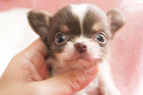 おすすめの小型犬を教えてください。