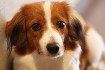 おすすめの小型犬を教えてください。