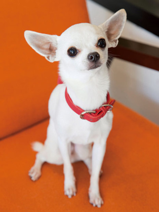 おすすめの小型犬を教えてください。