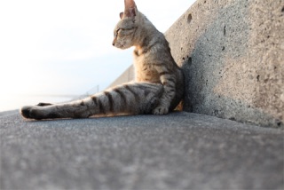 猫背の人