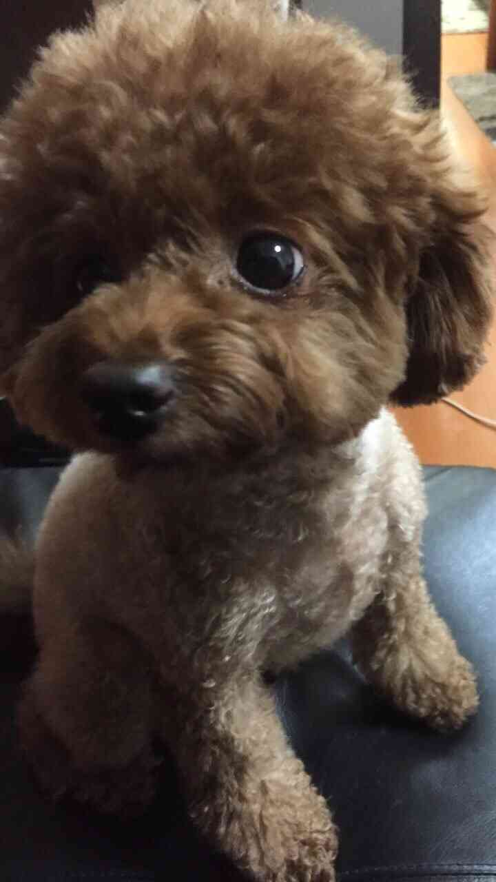 飼ったことのある動物教えて下さい。