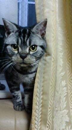 飼ったことのある動物教えて下さい。