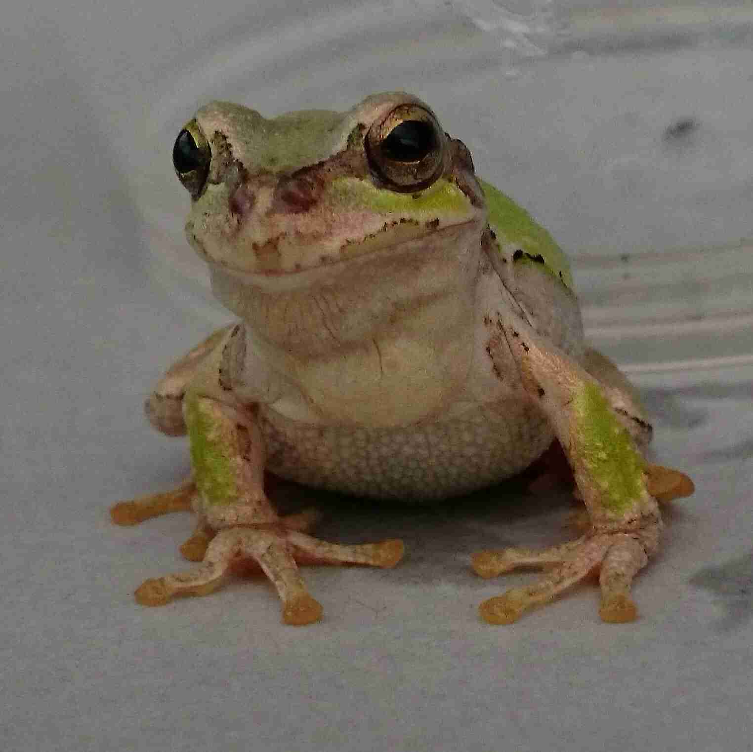 飼ったことのある動物教えて下さい。