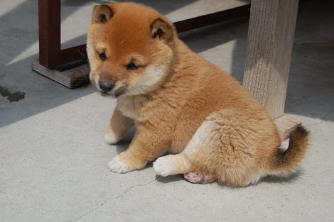 飼ったことのある動物教えて下さい。