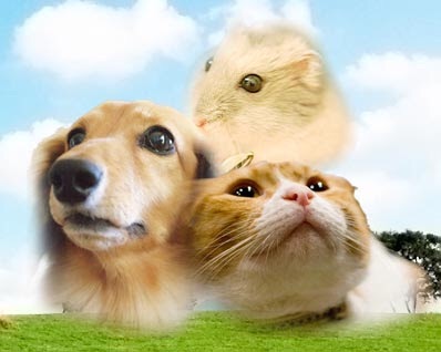 飼ったことのある動物教えて下さい。