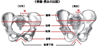 男女の違い