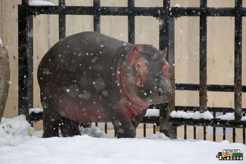 動物園、水族館でのお目当て。