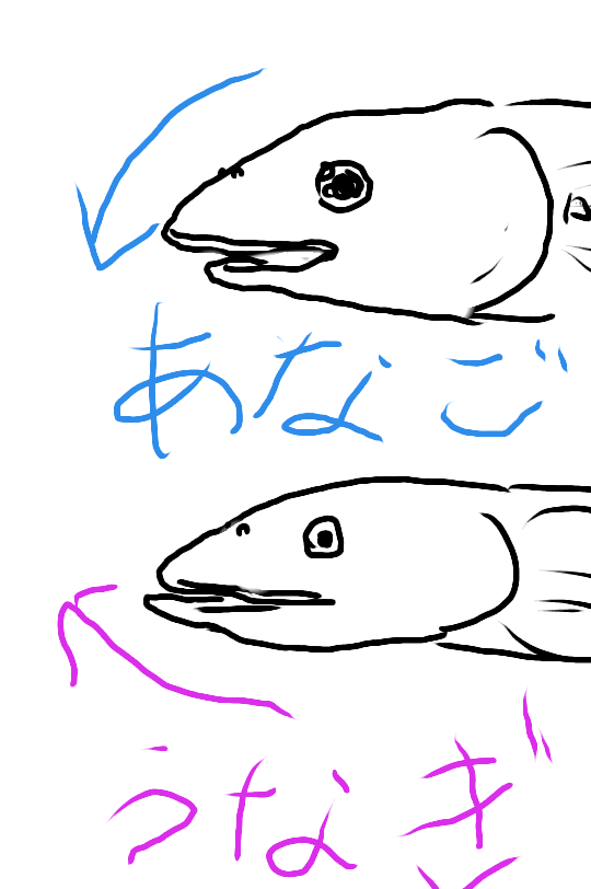 今日は丑の日!何も見ずにウナギの絵を描いてみるトピ