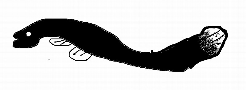 今日は丑の日!何も見ずにウナギの絵を描いてみるトピ