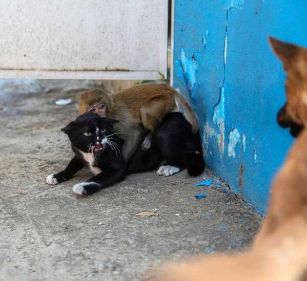 この横着者…カラスが自分で飛ばずにワシの背中に乗って飛ぶ