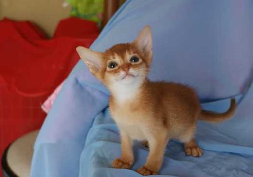 あなたは犬派?ねこ派?