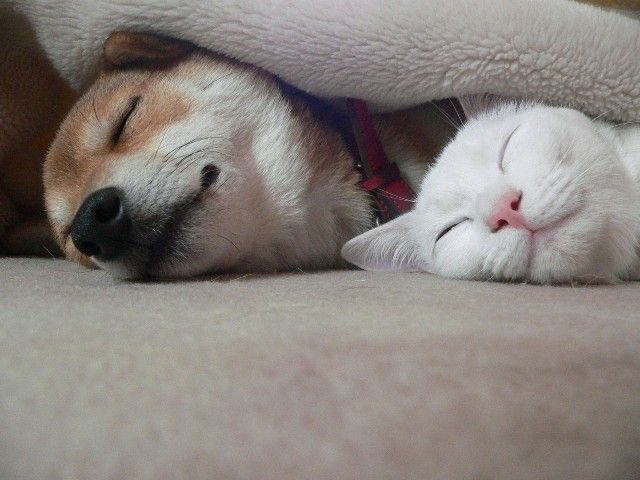 あなたは犬派?ねこ派?
