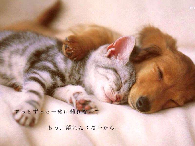 あなたは犬派?ねこ派?