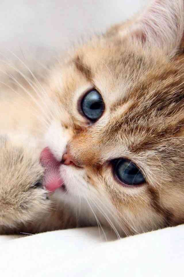 あなたは犬派?ねこ派?